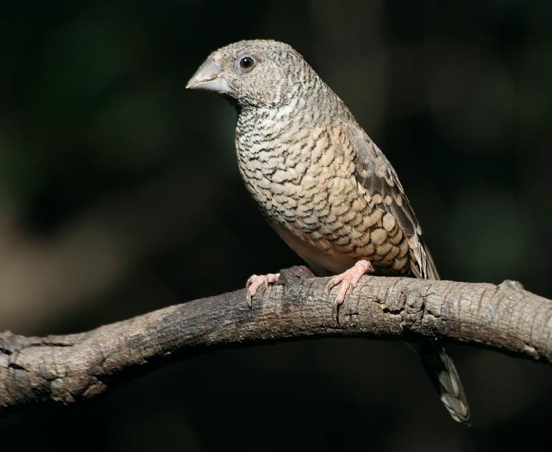 frieda 160.jpg - Bandkeelvink Amadino fasiata Die wyfie is kleiner as die rooikopvink-wyfie,maar het duidelike dwarsstrepe oor kop het duidelike smeerstrepe en spikkels op rug
